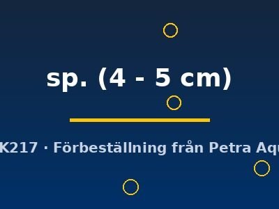 sp. (4 - 5 cm)