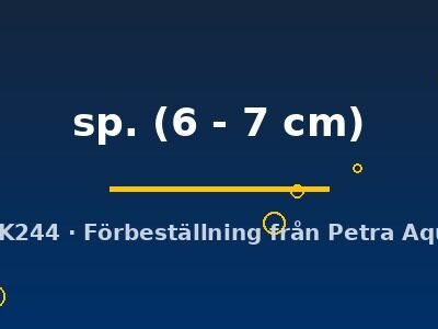 sp. (6 - 7 cm)