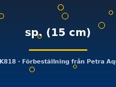 sp. (15 cm)