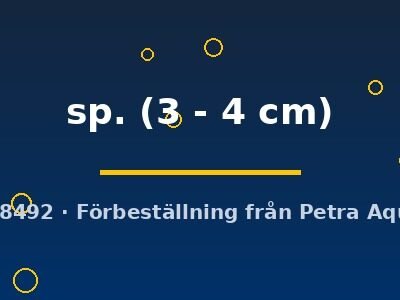 sp. (3 - 4 cm)