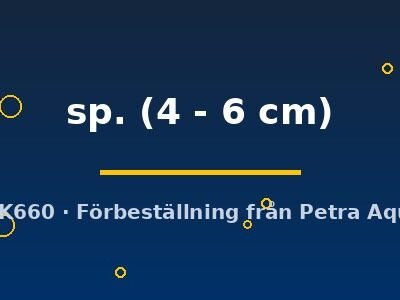 sp. (4 - 6 cm)