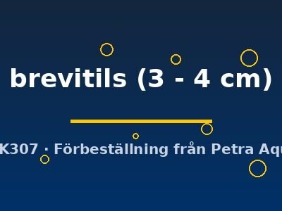 L149 Ancistrus brevitils 3–4 cm