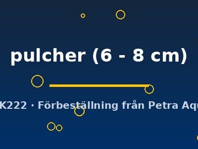 pulcher (6 - 8 cm)