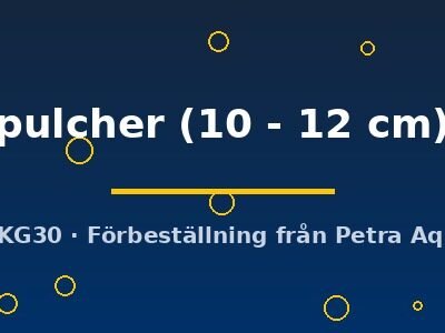 pulcher (10 - 12 cm)