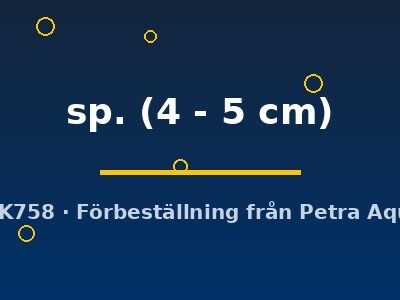 sp. (4 - 5 cm)