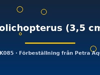 L183 Ancistrus dolichopterus 3,5 cm
