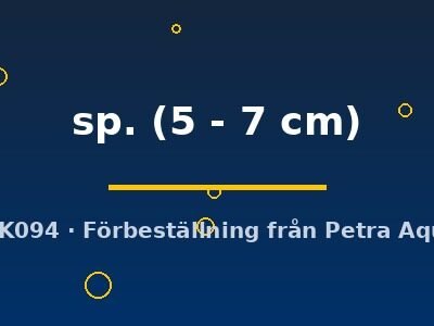 sp. (5 - 7 cm)