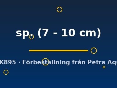sp. (7 - 10 cm)