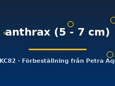 L235 Lithoxancistrus anthrax 5–7 cm