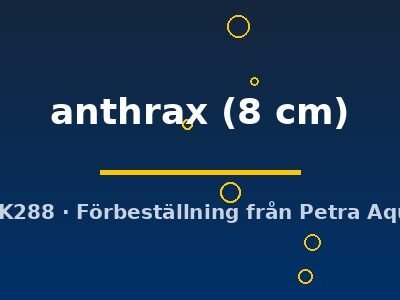 L235 Lithoxancistrus anthrax 8 cm