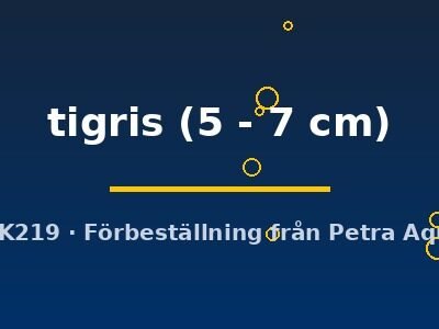 tigris (5 - 7 cm)