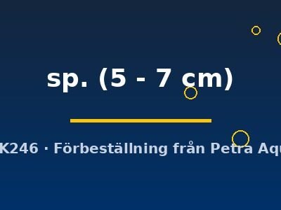sp. (5 - 7 cm)