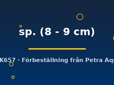 sp. (8 - 9 cm)