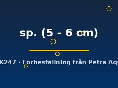 sp. (5 - 6 cm)