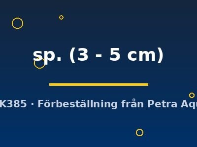 sp. (3 - 5 cm)
