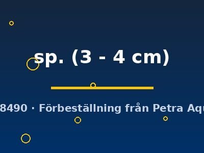 sp. (3 - 4 cm)