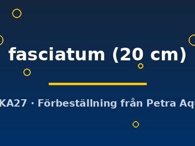 Pseudoplatystoma fasciatum 20 cm