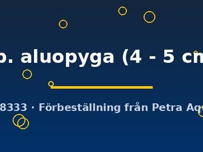 sp. aluopyga (4 - 5 cm)