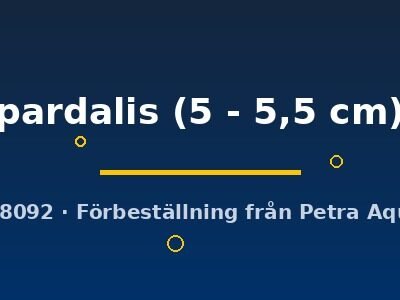 pardalis (5 - 5,5 cm)