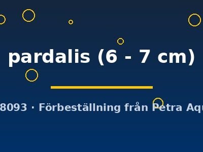 pardalis (6 - 7 cm)