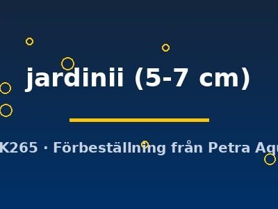 jardinii (5-7 cm)