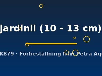 jardinii (10 - 13 cm)