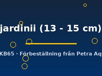 jardinii (13 - 15 cm)