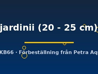 jardinii (20 - 25 cm)
