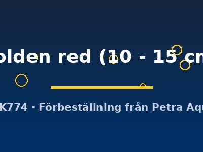 golden red (10 - 15 cm)