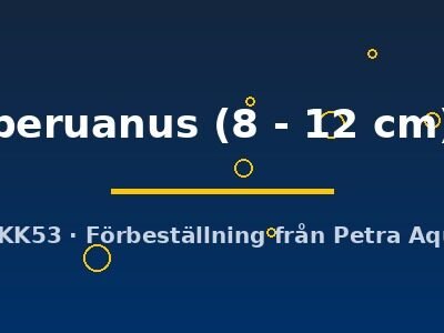 peruanus (8 - 12 cm)