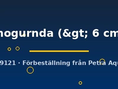mogurnda (> 6 cm)