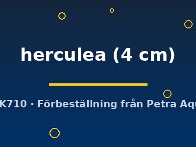 herculea (4 cm)
