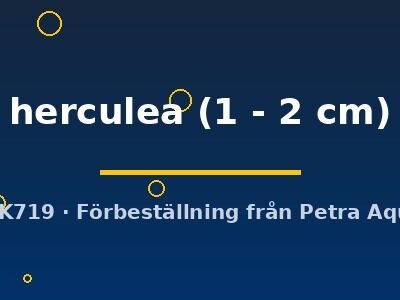 herculea (1 - 2 cm)