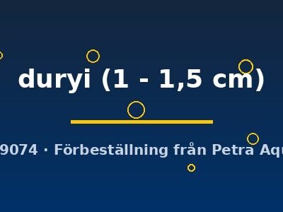 Planorbella duryi 1–1,5 cm
