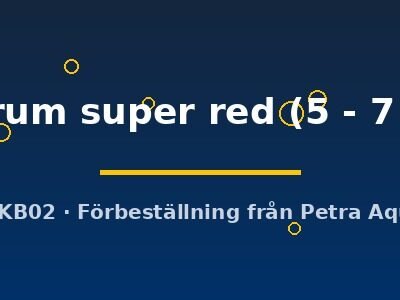 rubrum super red (5 - 7 cm)