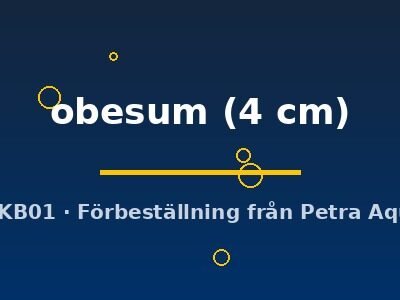 obesum (4 cm)