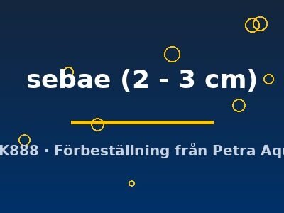 sebae (2 - 3 cm)