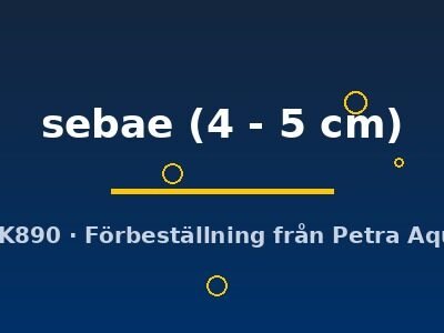 sebae (4 - 5 cm)