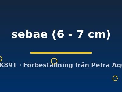 sebae (6 - 7 cm)