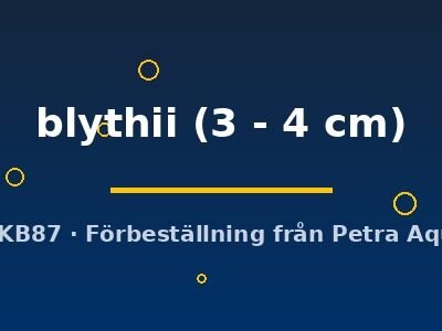 Toxotes blythii 3–4 cm
