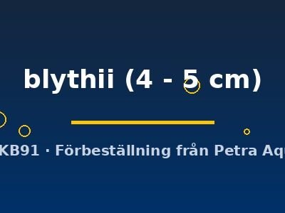 Toxotes blythii 4–5 cm