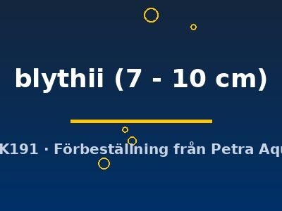 Toxotes blythii 7–10 cm