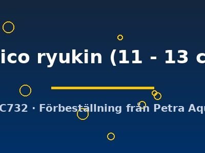 calico ryukin (11 - 13 cm)
