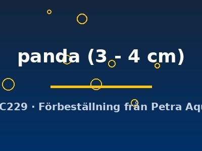 panda (3 - 4 cm)