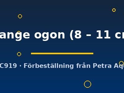 orange ogon (8 – 11 cm)