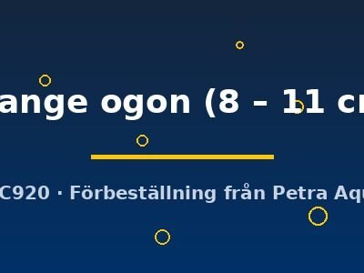orange ogon (8 – 11 cm)