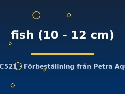 Bait fish 10–12 cm