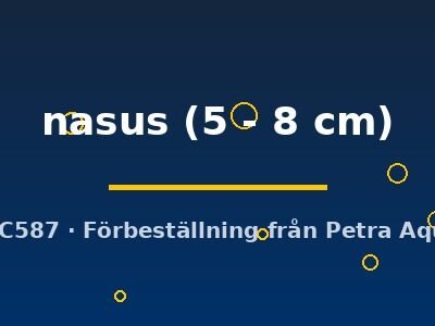 nasus (5 - 8 cm)