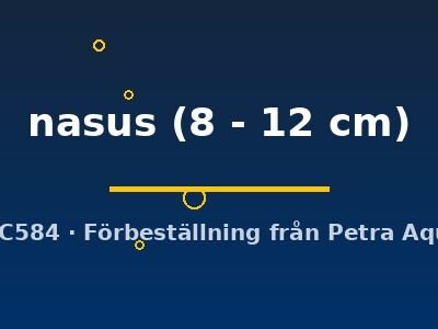 nasus (8 - 12 cm)