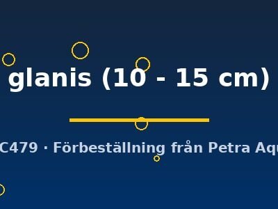 glanis (10 - 15 cm)